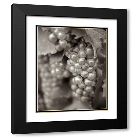 Grapes - 20 Black Modern Wood Framed Art Print with Double Matting by Blaustein, Alan
