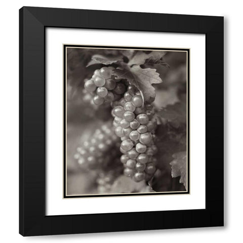 Grapes - 21 Black Modern Wood Framed Art Print with Double Matting by Blaustein, Alan