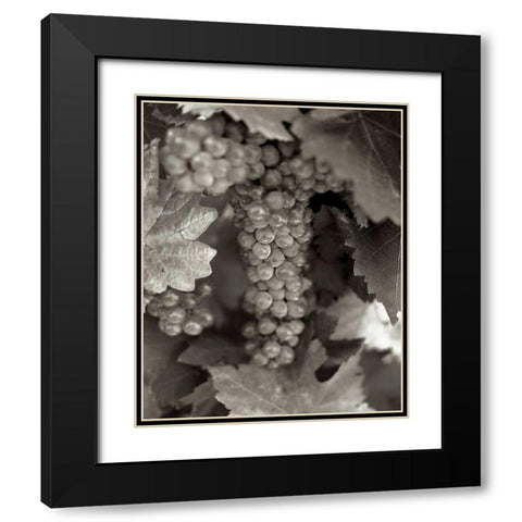 Grapes - 22 Black Modern Wood Framed Art Print with Double Matting by Blaustein, Alan