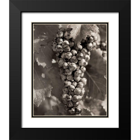 Grapes - 23 Black Modern Wood Framed Art Print with Double Matting by Blaustein, Alan