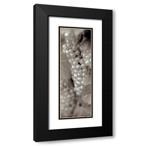 Grapes Pano - 11 Black Modern Wood Framed Art Print with Double Matting by Blaustein, Alan