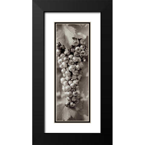Grapes Pano - 8 Black Modern Wood Framed Art Print with Double Matting by Blaustein, Alan