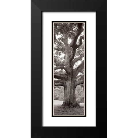 Hampton Field Tree - 2 Black Modern Wood Framed Art Print with Double Matting by Blaustein, Alan