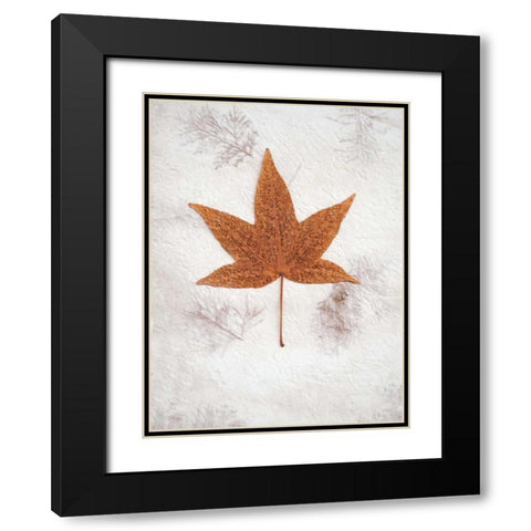 Floral - 26 Black Modern Wood Framed Art Print with Double Matting by Blaustein, Alan