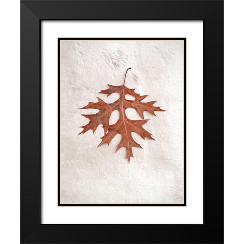 Floral - 27 Black Modern Wood Framed Art Print with Double Matting by Blaustein, Alan