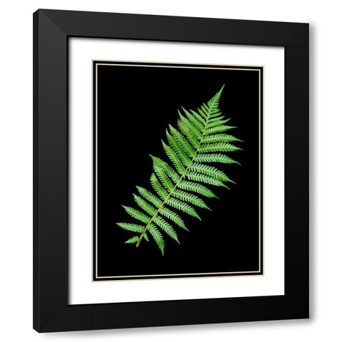 Floral Color - 18 Black Modern Wood Framed Art Print with Double Matting by Blaustein, Alan