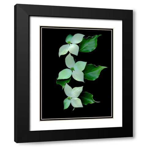 Floral Color - 20 Black Modern Wood Framed Art Print with Double Matting by Blaustein, Alan
