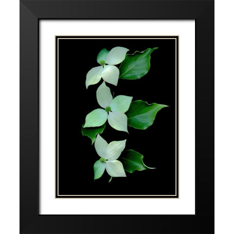 Floral Color - 20 Black Modern Wood Framed Art Print with Double Matting by Blaustein, Alan