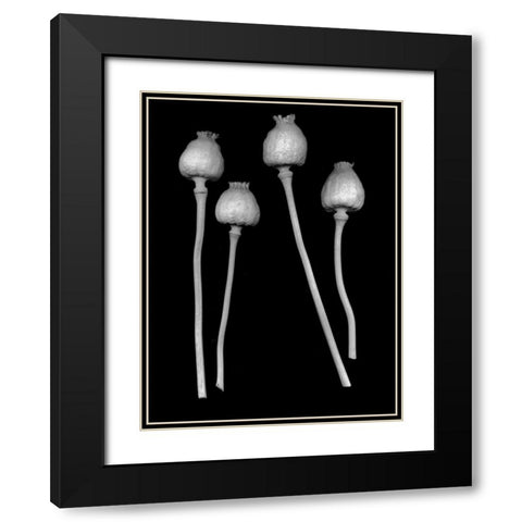 Floral B-W - 21 Black Modern Wood Framed Art Print with Double Matting by Blaustein, Alan