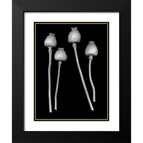 Floral B-W - 21 Black Modern Wood Framed Art Print with Double Matting by Blaustein, Alan
