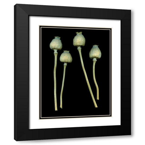 Floral Color - 21 Black Modern Wood Framed Art Print with Double Matting by Blaustein, Alan