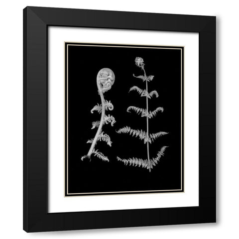 Floral B-W - 23 Black Modern Wood Framed Art Print with Double Matting by Blaustein, Alan
