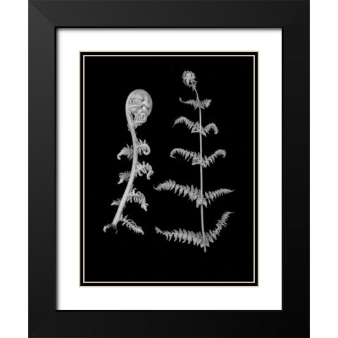 Floral B-W - 23 Black Modern Wood Framed Art Print with Double Matting by Blaustein, Alan