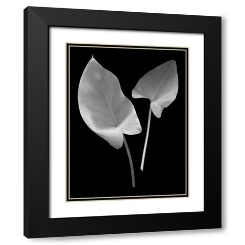 Floral B-W - 24 Black Modern Wood Framed Art Print with Double Matting by Blaustein, Alan