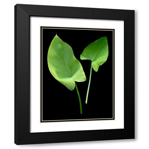 Floral Color - 24 Black Modern Wood Framed Art Print with Double Matting by Blaustein, Alan