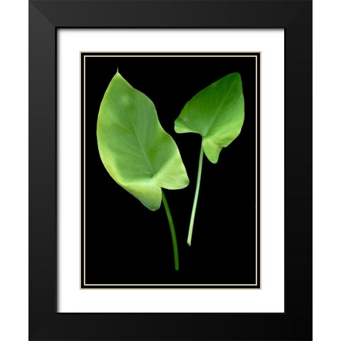 Floral Color - 24 Black Modern Wood Framed Art Print with Double Matting by Blaustein, Alan