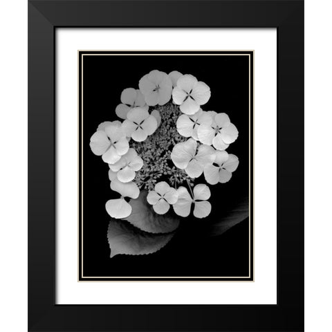 Floral B-W - 25 Black Modern Wood Framed Art Print with Double Matting by Blaustein, Alan