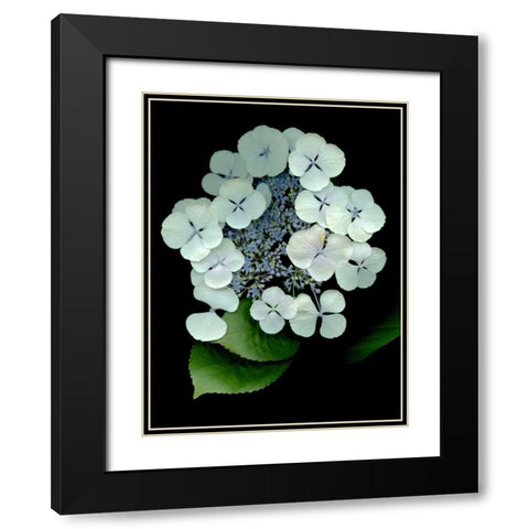 Floral Color - 25 Black Modern Wood Framed Art Print with Double Matting by Blaustein, Alan