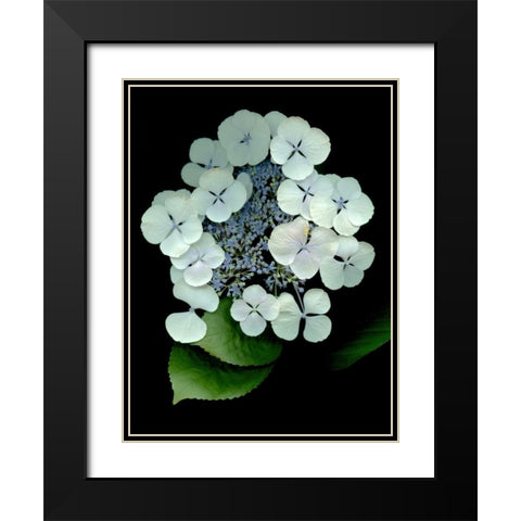 Floral Color - 25 Black Modern Wood Framed Art Print with Double Matting by Blaustein, Alan