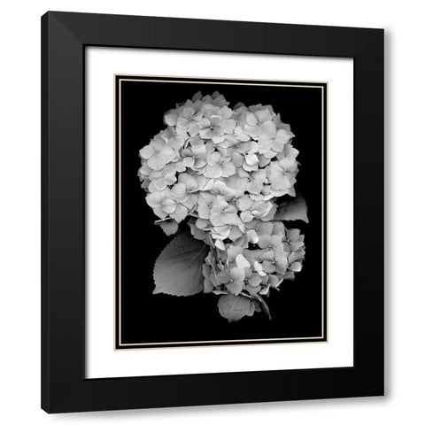Floral B-W - 26 Black Modern Wood Framed Art Print with Double Matting by Blaustein, Alan