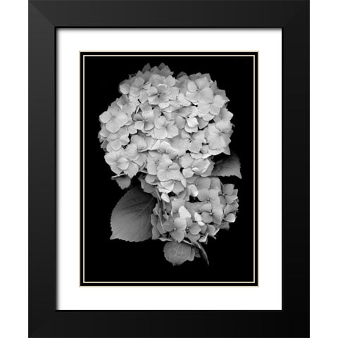 Floral B-W - 26 Black Modern Wood Framed Art Print with Double Matting by Blaustein, Alan
