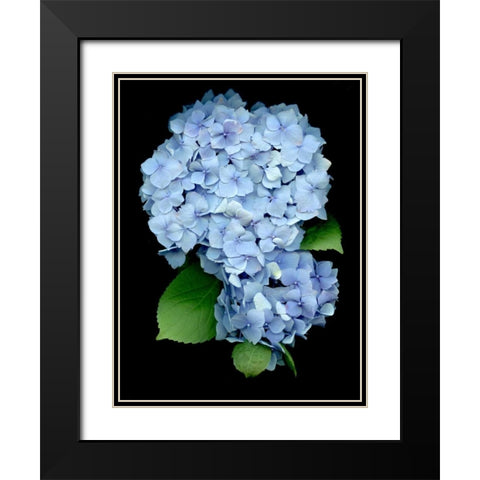 Floral Color - 26 Black Modern Wood Framed Art Print with Double Matting by Blaustein, Alan