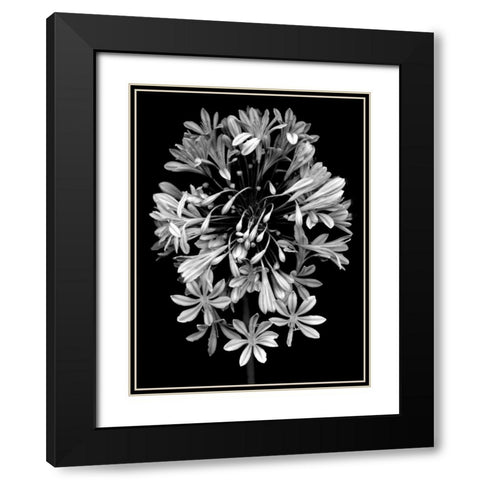 Floral B-W - 27 Black Modern Wood Framed Art Print with Double Matting by Blaustein, Alan