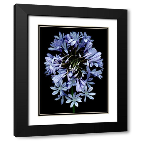 Floral Color - 27 Black Modern Wood Framed Art Print with Double Matting by Blaustein, Alan