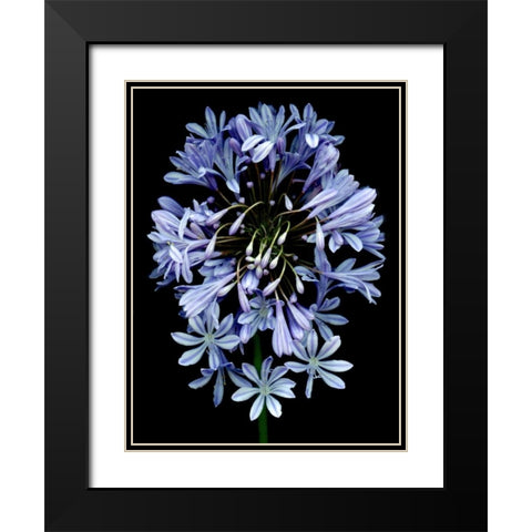 Floral Color - 27 Black Modern Wood Framed Art Print with Double Matting by Blaustein, Alan