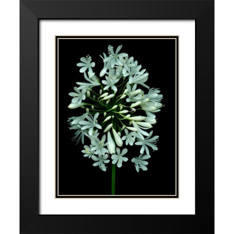 Floral Color - 28 Black Modern Wood Framed Art Print with Double Matting by Blaustein, Alan