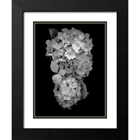Floral B-W - 29 Black Modern Wood Framed Art Print with Double Matting by Blaustein, Alan