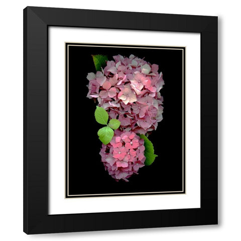 Floral Color - 29 Black Modern Wood Framed Art Print with Double Matting by Blaustein, Alan