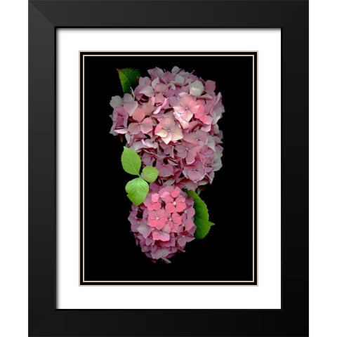 Floral Color - 29 Black Modern Wood Framed Art Print with Double Matting by Blaustein, Alan