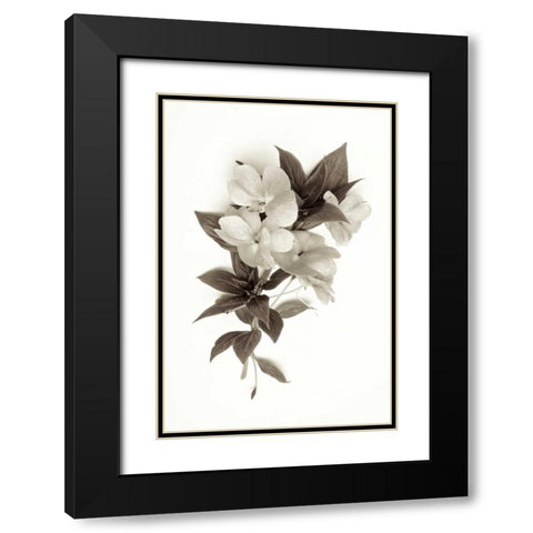 Garden Bloom - 4 Black Modern Wood Framed Art Print with Double Matting by Blaustein, Alan