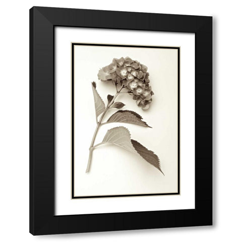 Garden Bloom - 1 Black Modern Wood Framed Art Print with Double Matting by Blaustein, Alan