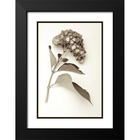 Garden Bloom - 1 Black Modern Wood Framed Art Print with Double Matting by Blaustein, Alan