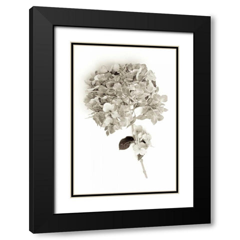 Garden Bloom - 10 Black Modern Wood Framed Art Print with Double Matting by Blaustein, Alan
