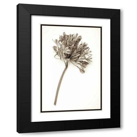 Garden Bloom - 9 Black Modern Wood Framed Art Print with Double Matting by Blaustein, Alan