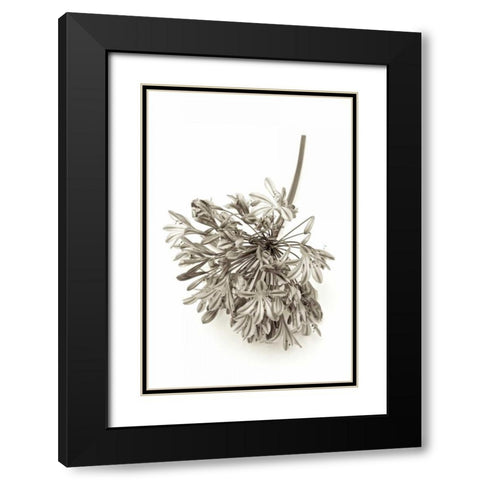 Garden Bloom - 8 Black Modern Wood Framed Art Print with Double Matting by Blaustein, Alan