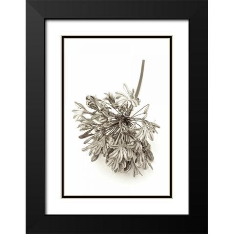 Garden Bloom - 8 Black Modern Wood Framed Art Print with Double Matting by Blaustein, Alan