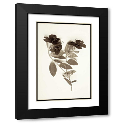 Garden Bloom - 6 Black Modern Wood Framed Art Print with Double Matting by Blaustein, Alan