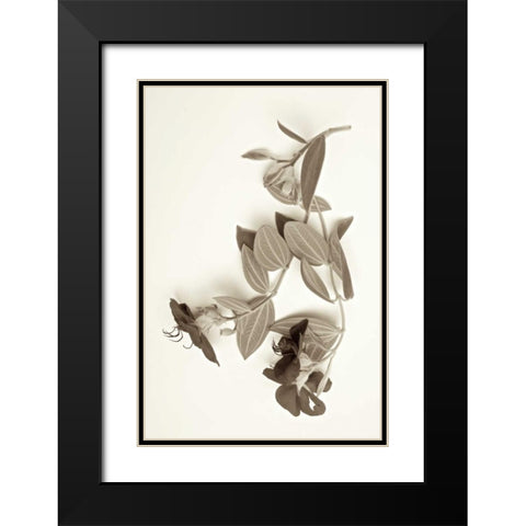 Garden Bloom - 5 Black Modern Wood Framed Art Print with Double Matting by Blaustein, Alan