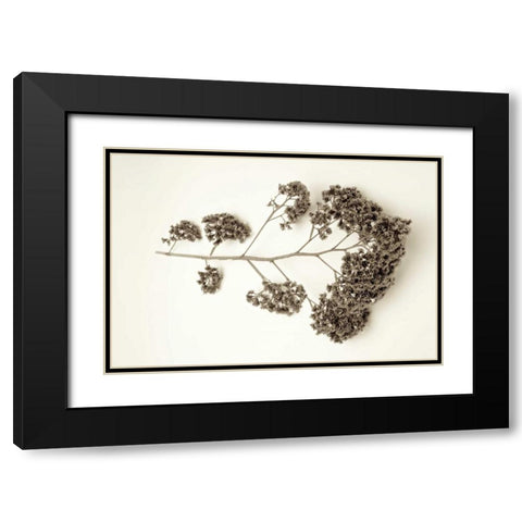 Garden Bloom - 21 Black Modern Wood Framed Art Print with Double Matting by Blaustein, Alan