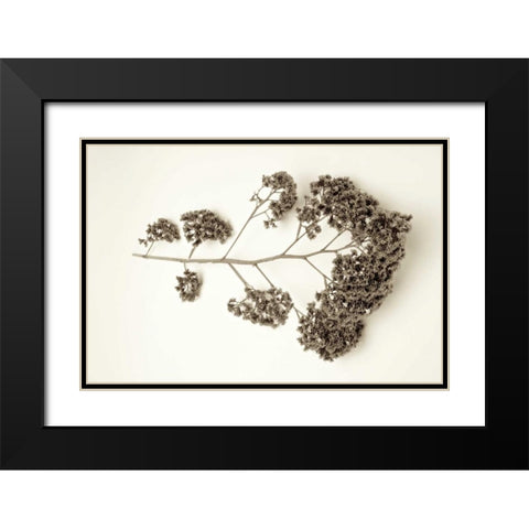 Garden Bloom - 21 Black Modern Wood Framed Art Print with Double Matting by Blaustein, Alan
