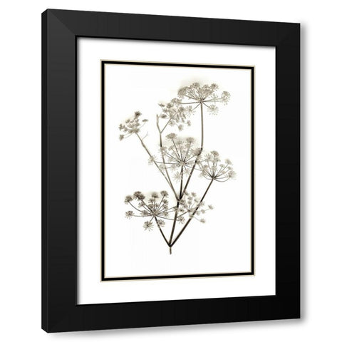 Garden Bloom - 12 Black Modern Wood Framed Art Print with Double Matting by Blaustein, Alan