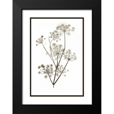 Garden Bloom - 12 Black Modern Wood Framed Art Print with Double Matting by Blaustein, Alan