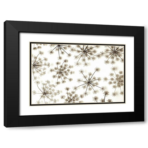 Garden Bloom - 20 Black Modern Wood Framed Art Print with Double Matting by Blaustein, Alan