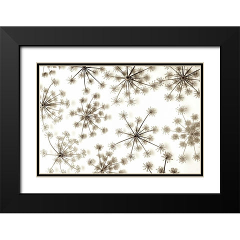 Garden Bloom - 20 Black Modern Wood Framed Art Print with Double Matting by Blaustein, Alan