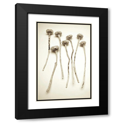 Garden Bloom - 17 Black Modern Wood Framed Art Print with Double Matting by Blaustein, Alan