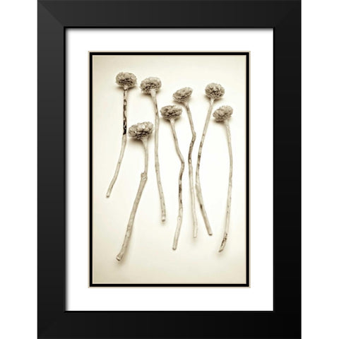 Garden Bloom - 17 Black Modern Wood Framed Art Print with Double Matting by Blaustein, Alan